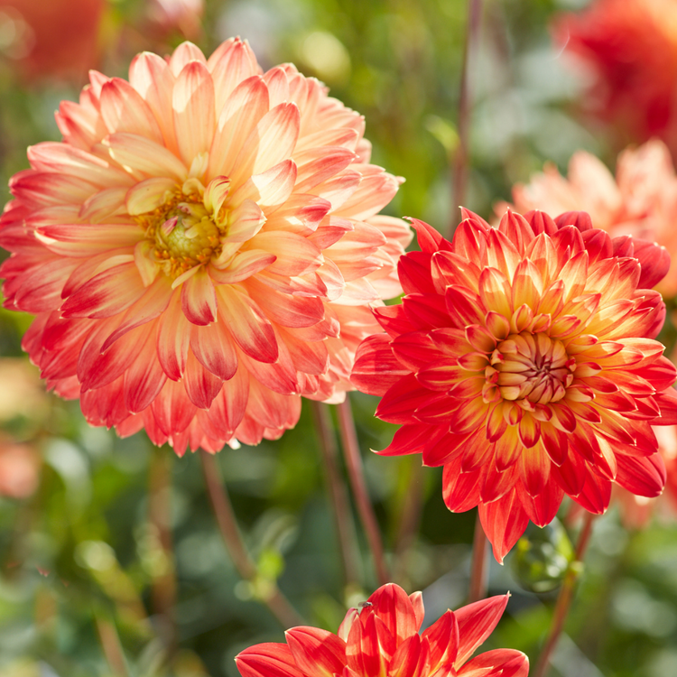 Dahlia Decorative Procyon