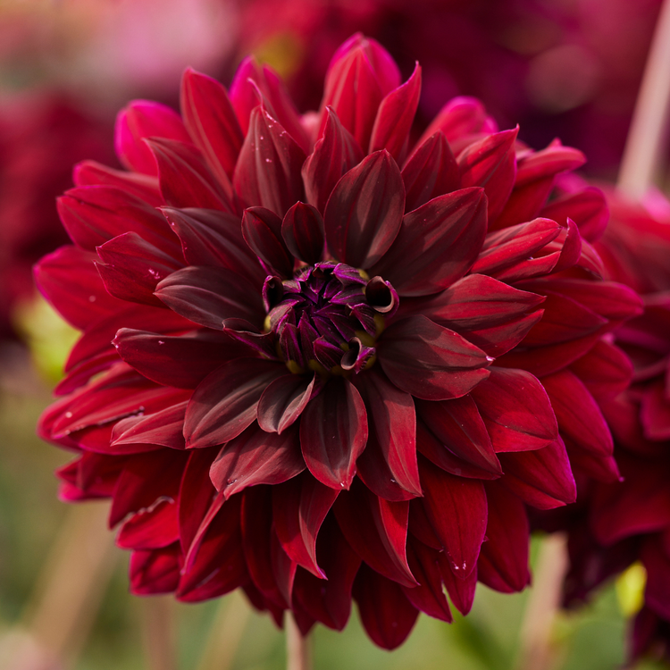 Dahlia Decorative Rip City