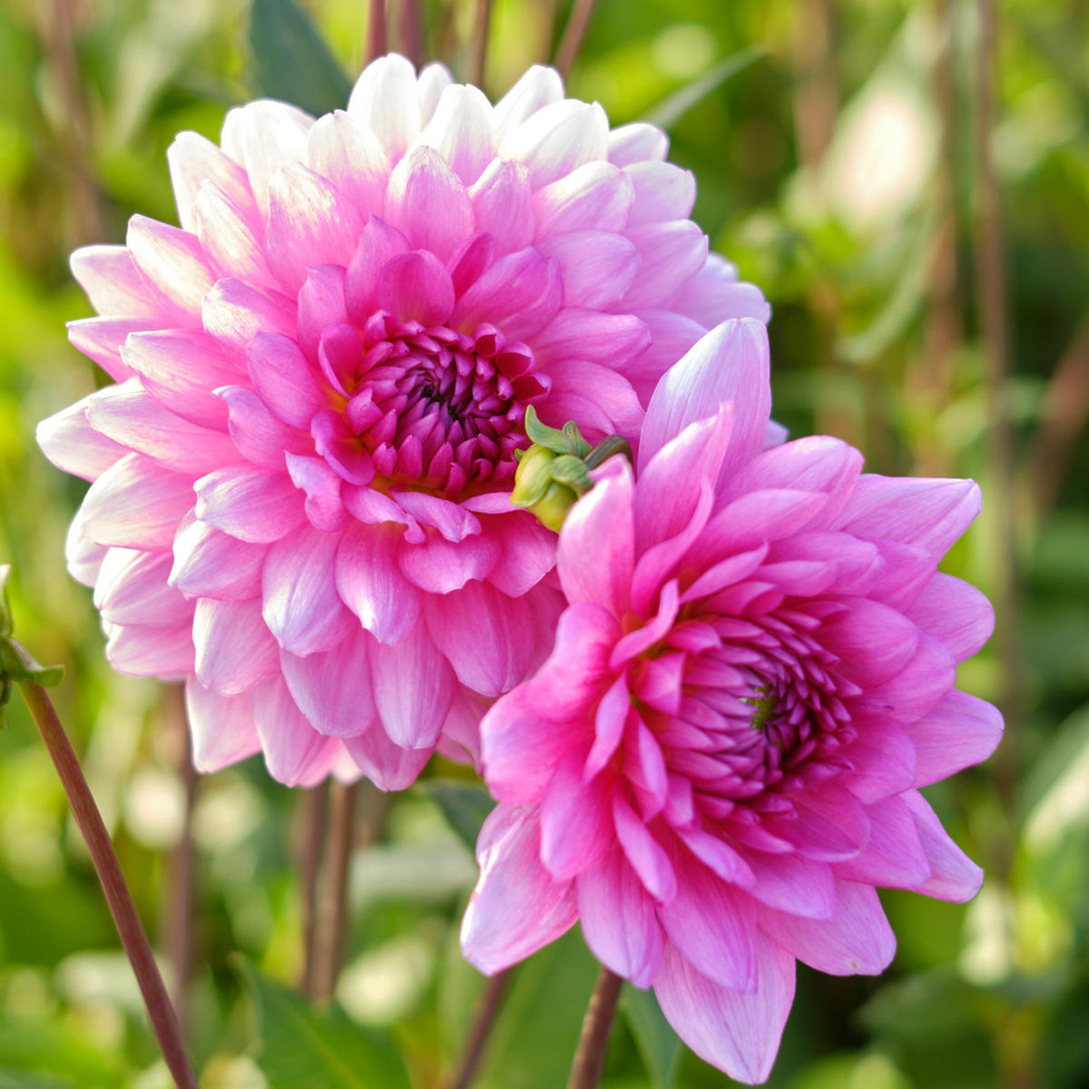 Dahlia Decorative Rosella - 2 tuber clumps - Longfield Gardens