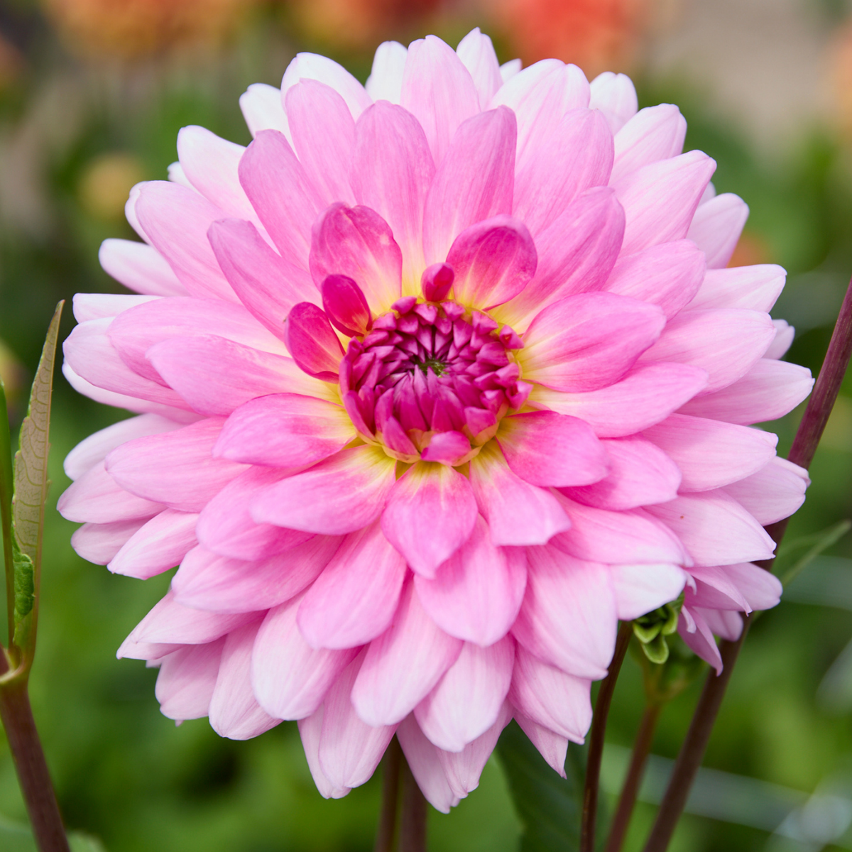 Dahlia Decorative Rosella - 2 tuber clumps - Longfield Gardens