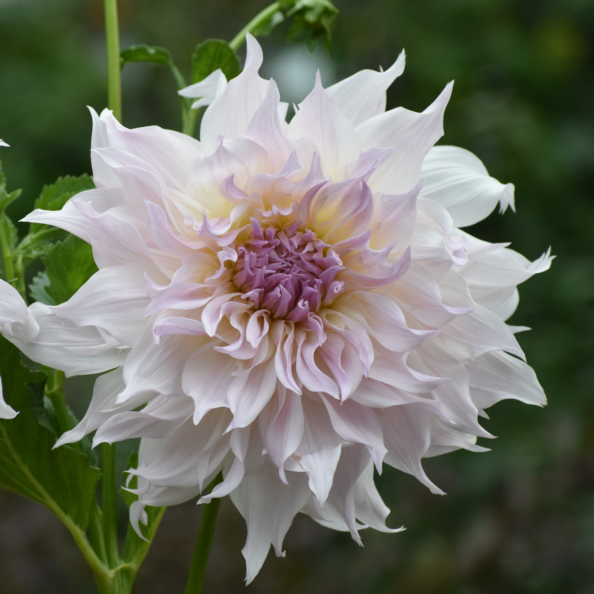Dahlia Dinnerplate Shiloh Noelle - 2 tuber clumps - Longfield Gardens