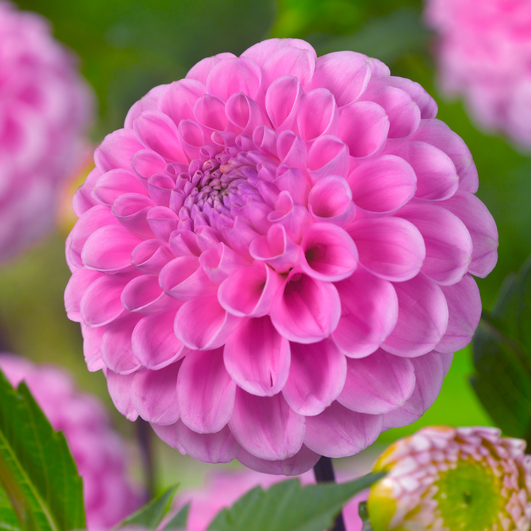 Dahlia Ball Stolze Von Berlin