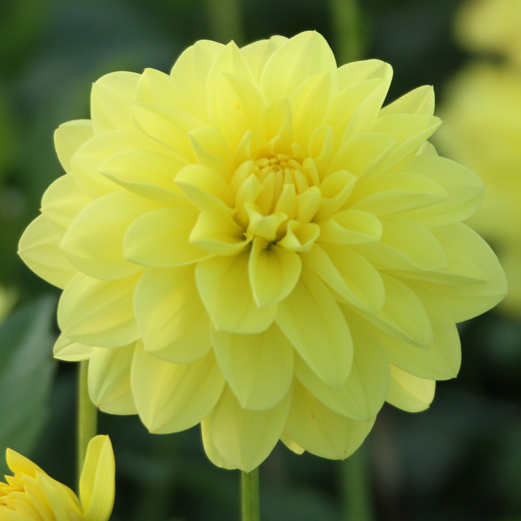 Dahlia Decorative Sun Lady