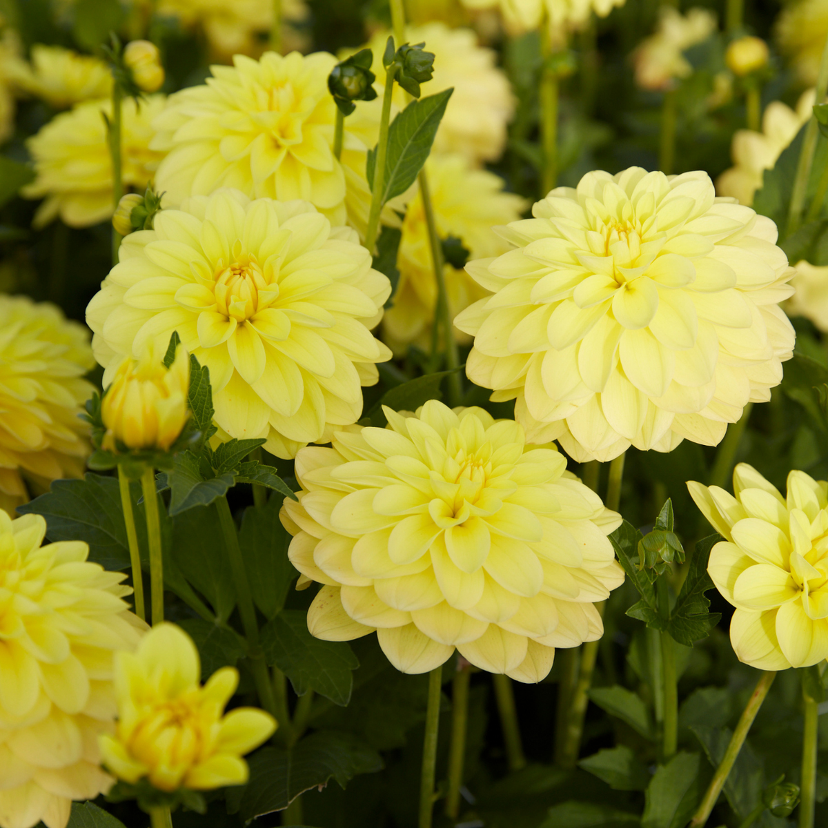 Dahlia Decorative Sun Lady - 2 tuber clumps - Longfield Gardens
