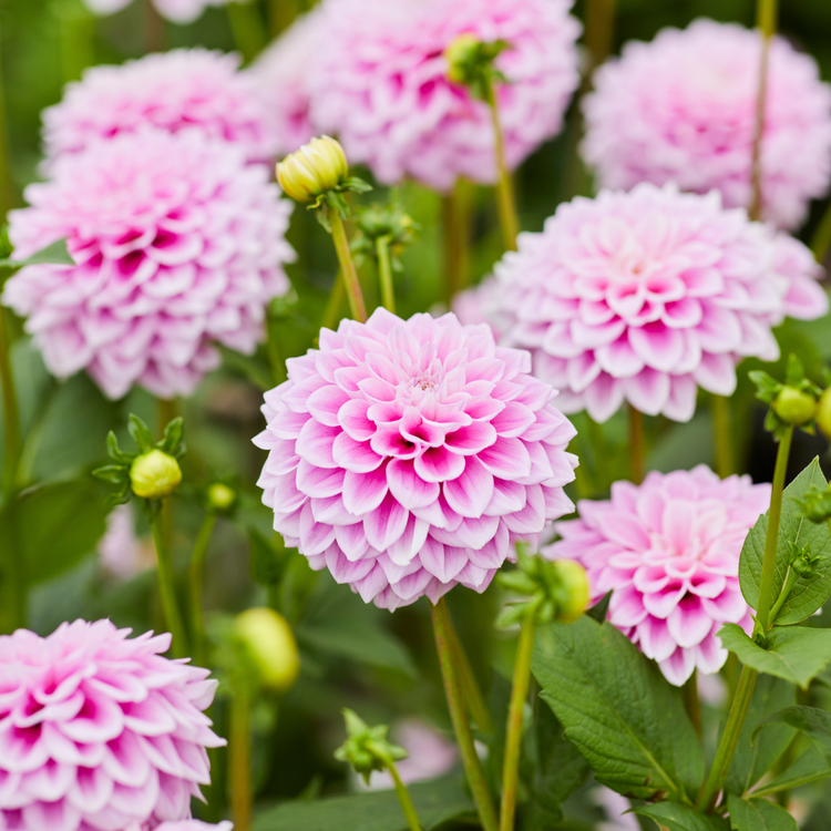 Dahlia Decorative Sweet Love