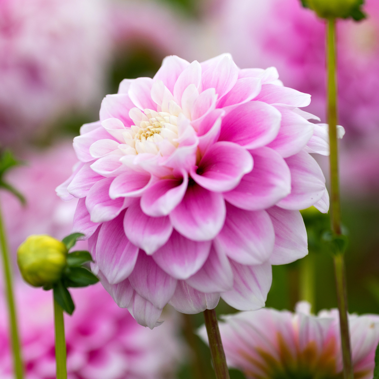 Dahlia Decorative Sweet Love