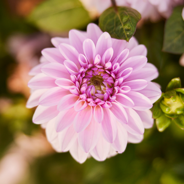 Dahlia Decorative Sweet Surprise