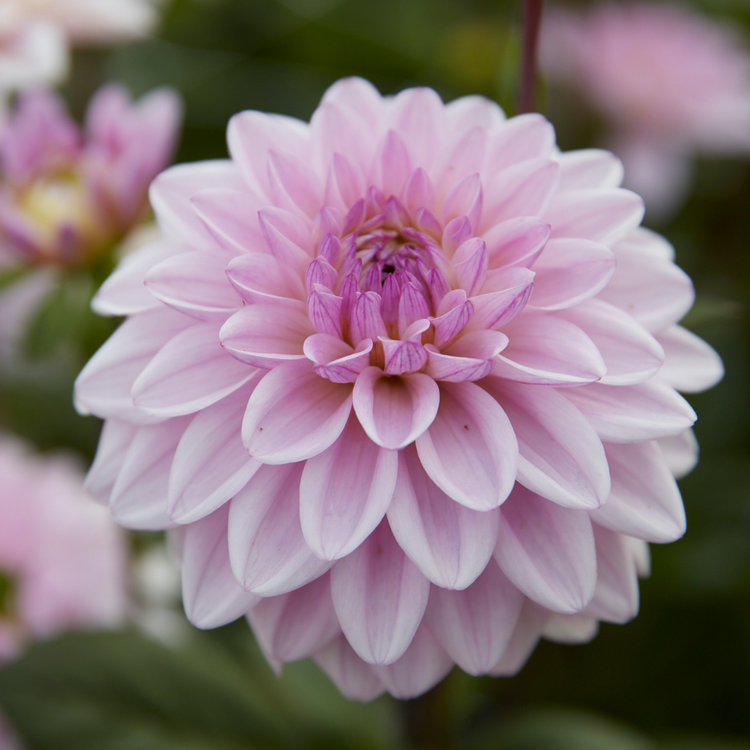 Dahlia Decorative Sweet Surprise