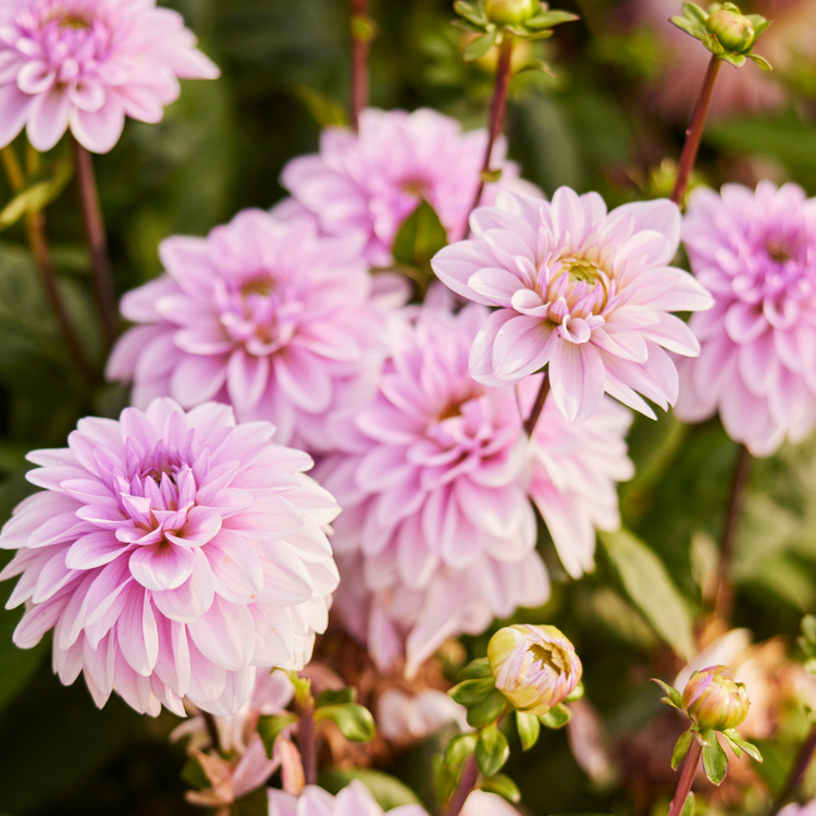 Dahlia Decorative Sweet Surprise