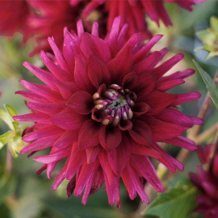 Dahlia Cactus Tamburo