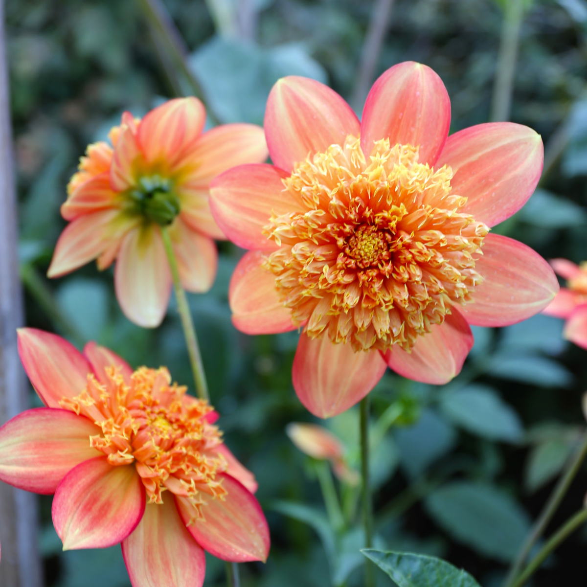 dahlia totally tangerine seeds Dahlia Anemone Totally Tangerine - 2 tuber clumps