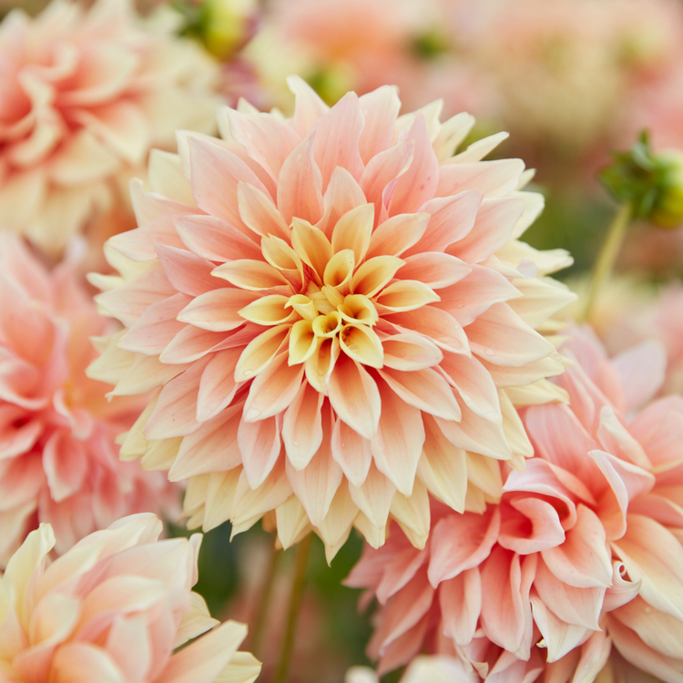 Dahlia Dinnerplate Tyrell