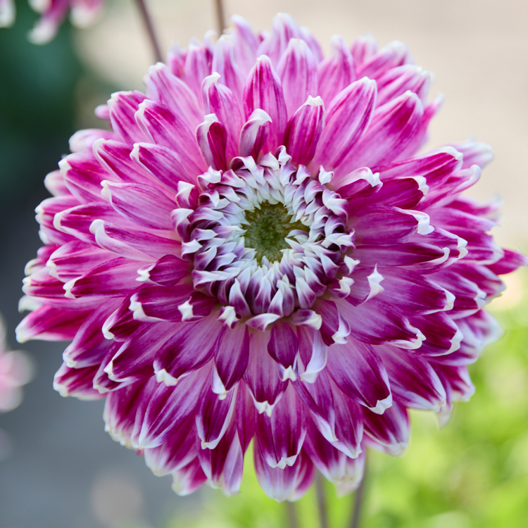 Dahlia Dinnerplate Vancouver