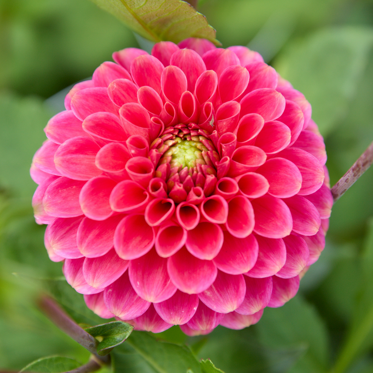 Dahlia Ball Zundert Mystery Fox