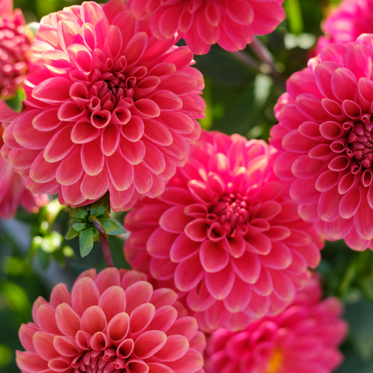 Dahlia Ball Zundert Mystery Fox - 2 tuber clumps - Longfield Gardens