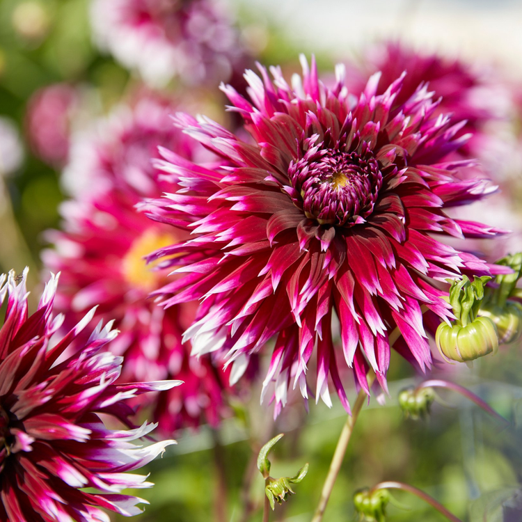 Dahlia Cactus Alauna Clair-Obscur