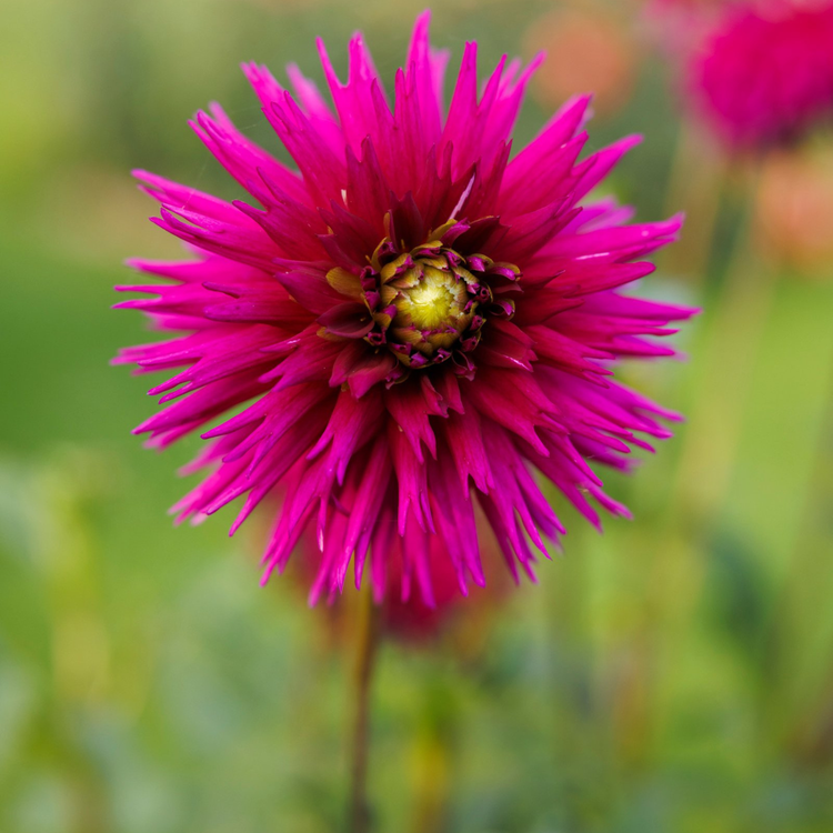 Dahlia Cactus Ambition