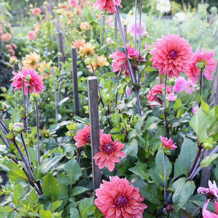 Dahlia Decorative American Dawn