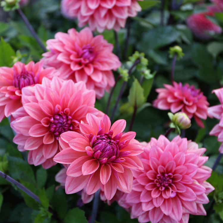 Dahlia Decorative American Dawn