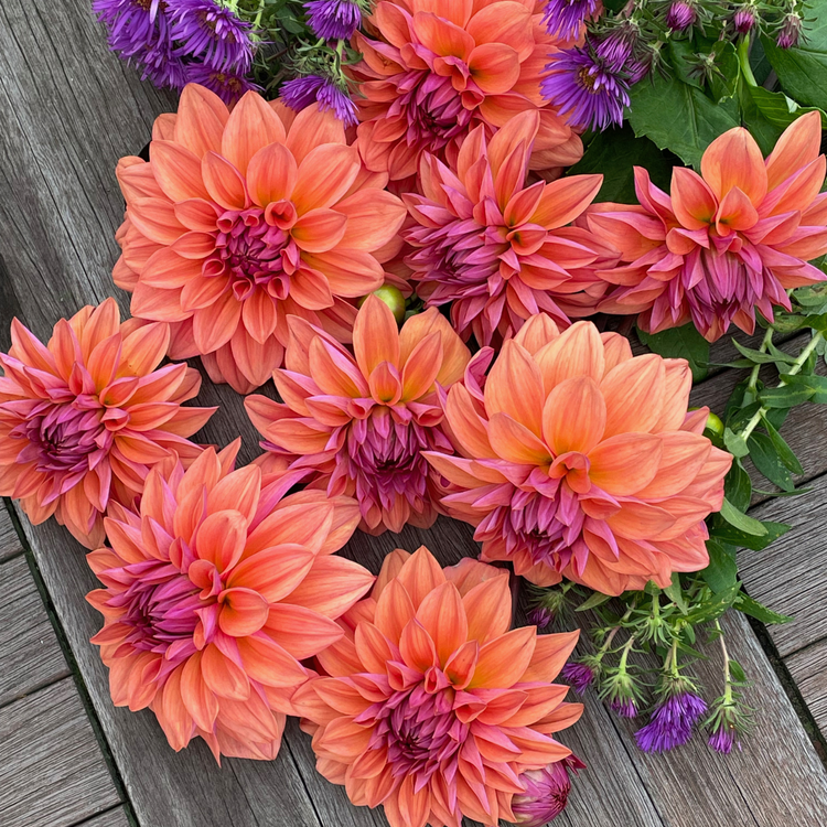Dahlia Decorative American Dawn
