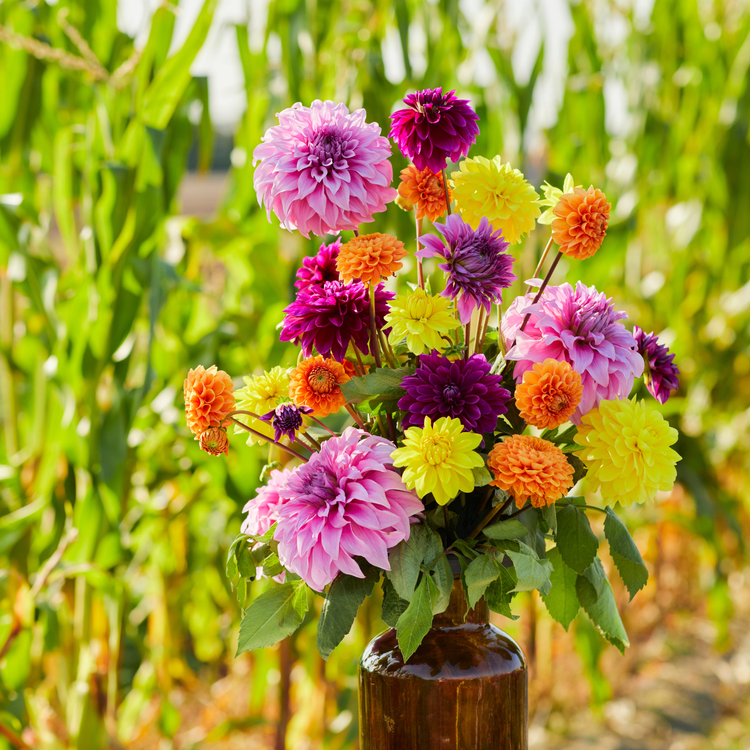 Dahlia Decorative American Sun