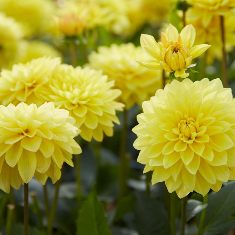 Dahlia Decorative American Sun