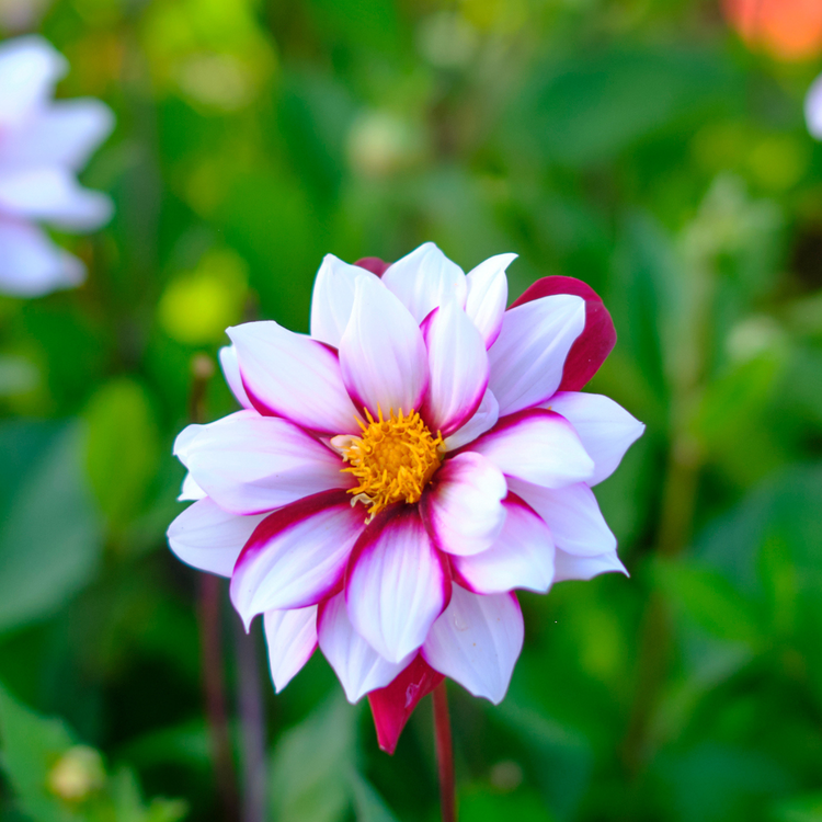 Dahlia Anemone Edge of Joy
