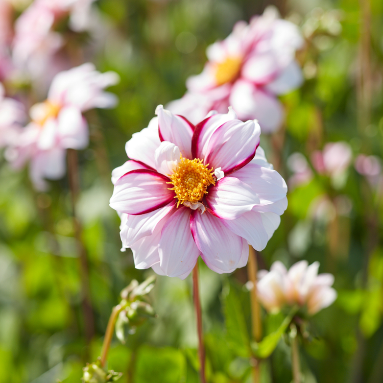 Dahlia Anemone Edge of Joy