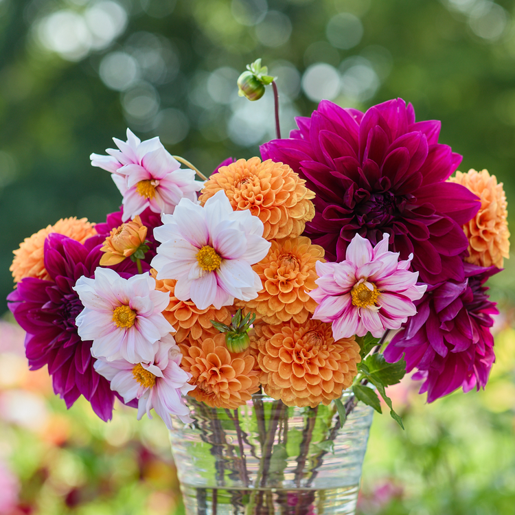 Dahlia Anemone Edge of Joy