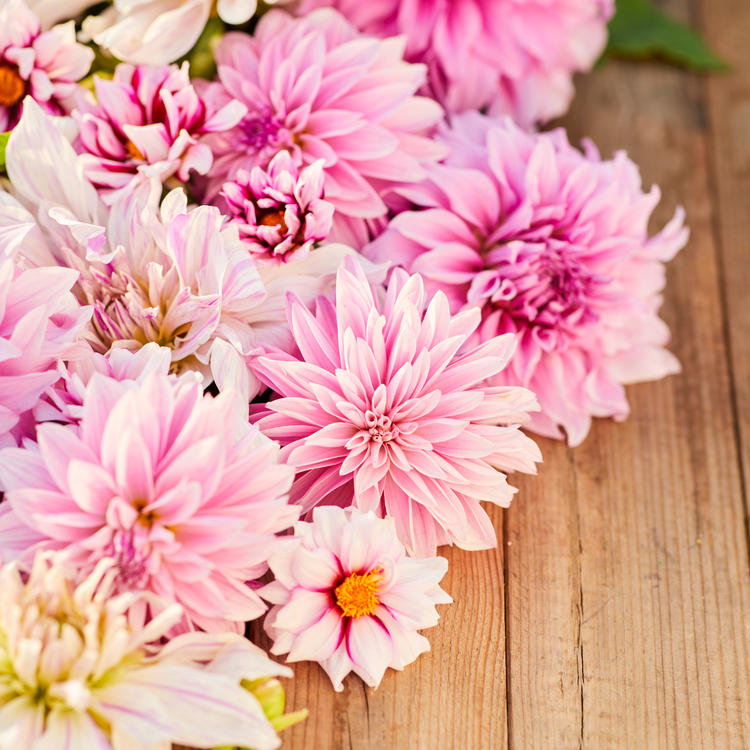 Dahlia Anemone Edge of Joy