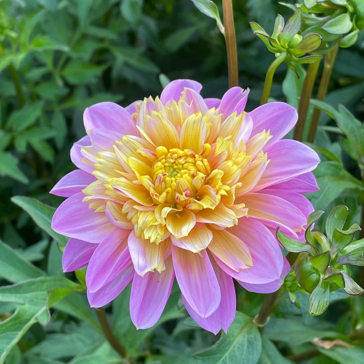 Dahlia Anemone Lifestyle
