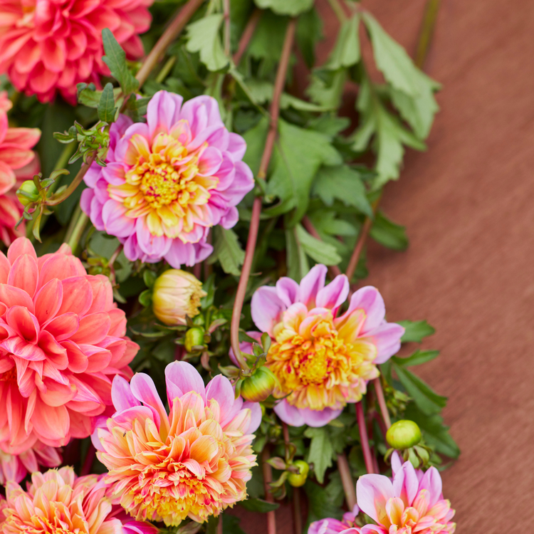 Dahlia Anemone Lifestyle