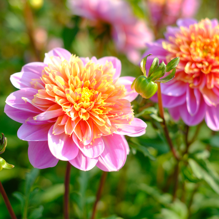 Dahlia Anemone Lifestyle