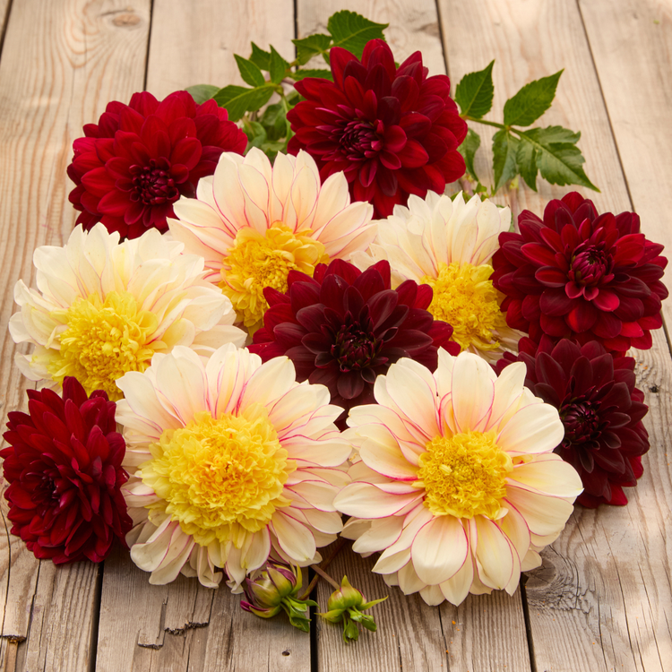 Dahlia Anemone Polka