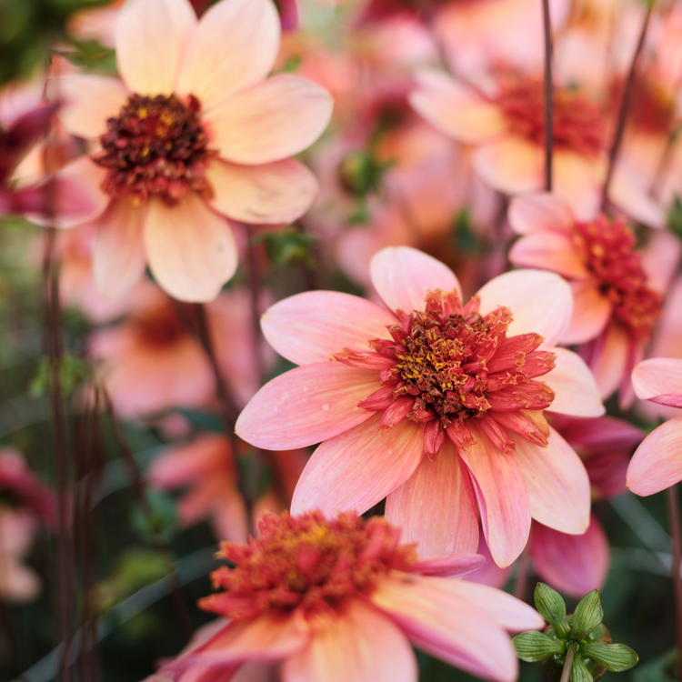 Dahlia Anemone Totally Tangerine