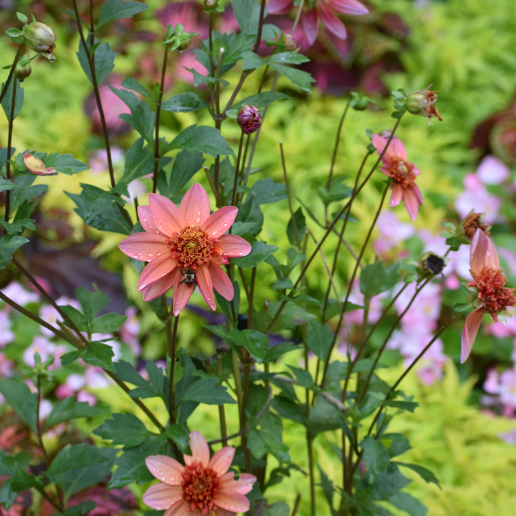 Dahlia Anemone Totally Tangerine