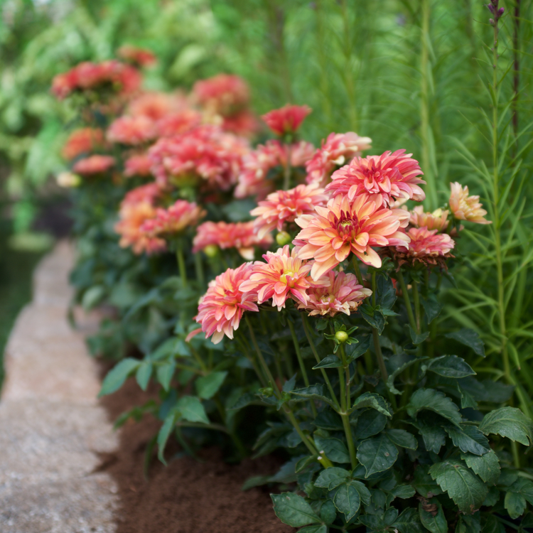 Dahlia Border Decorative Gallery Art Deco