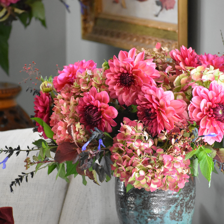 Dahlia Decorative Bacardi