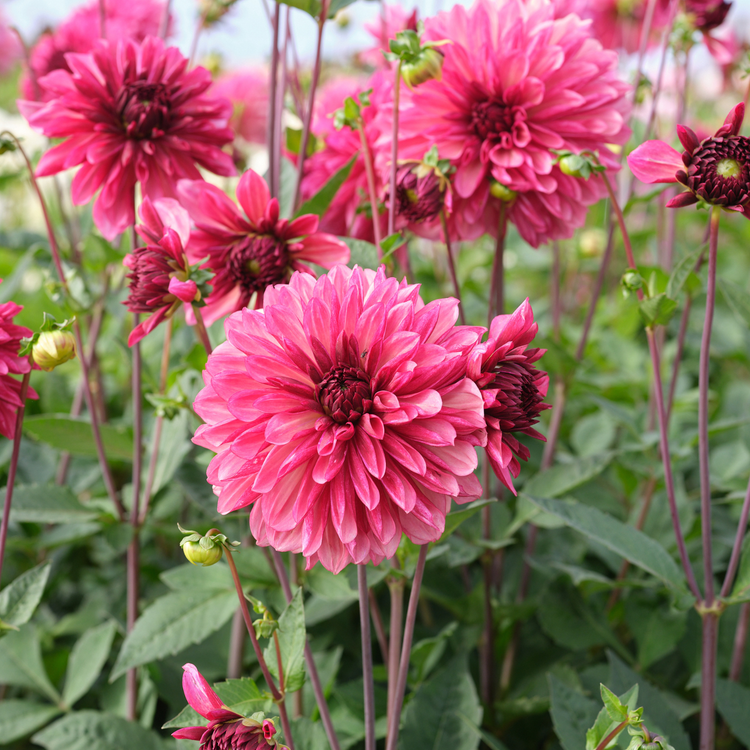 Dahlia Decorative Bacardi
