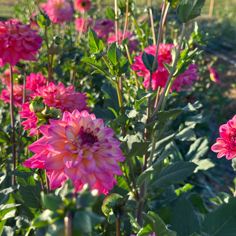 Dahlia Decorative Bahama Mama