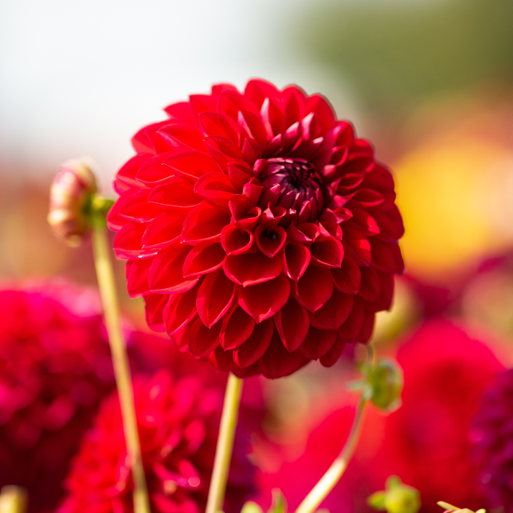 Dahlia Ball Boom Boom Red