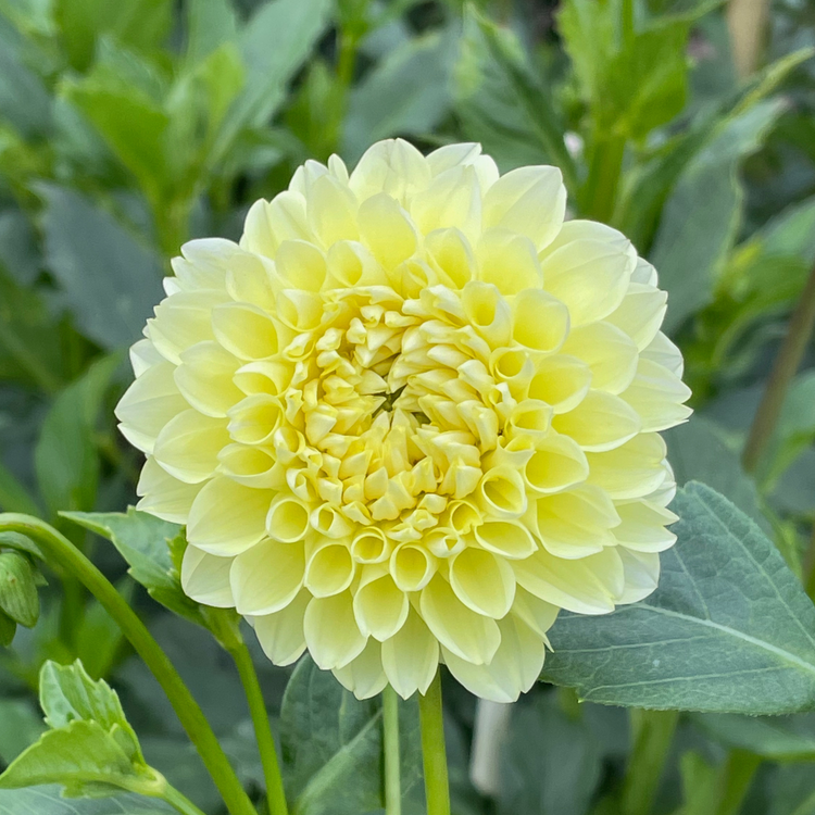 Dahlia Ball Boom Boom Yellow