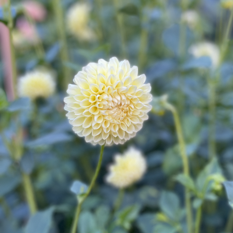 Dahlia Ball Boom Boom Yellow