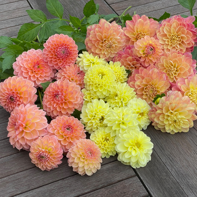 Dahlia Ball Boom Boom Yellow