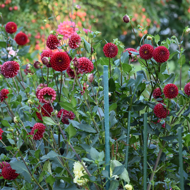 Dahlia Ball Cornel