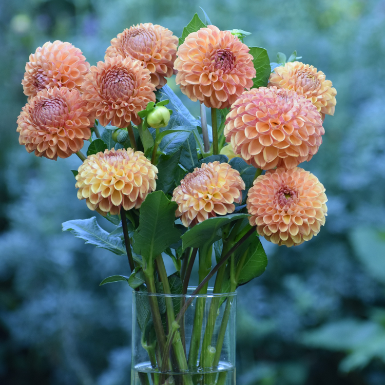 Dahlia Ball Cornel Bronze