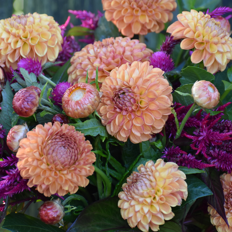 Dahlia Ball Cornel Bronze