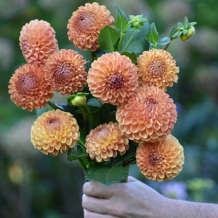 Dahlia Ball Cornel Bronze
