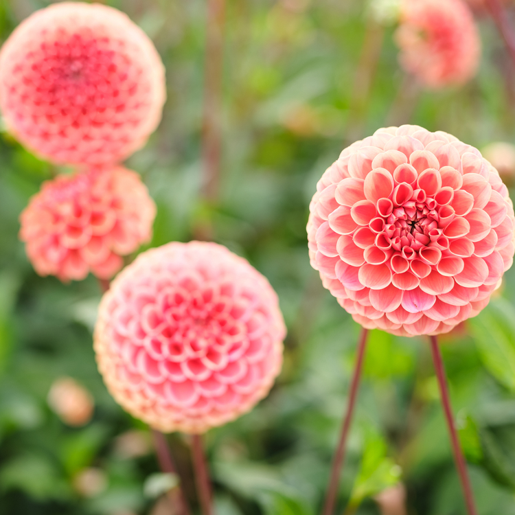 Dahlia Ball Cornel Bronze