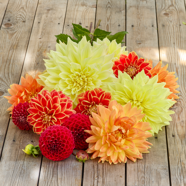 Dahlia Ball Cornel